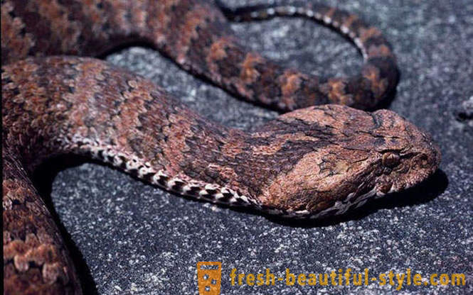 De farligste slanger i verden