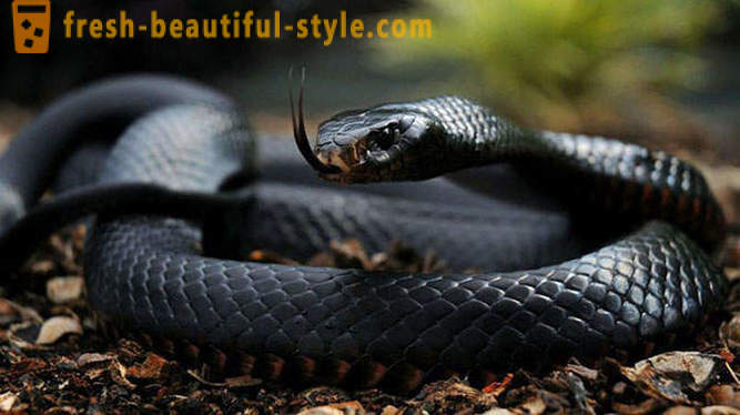 De farligste slanger i verden