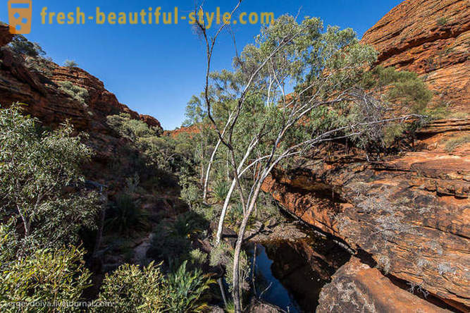 Gå gennem Kings Canyon i Australien