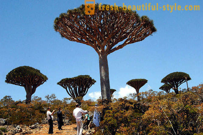 Rejs til øen Socotra