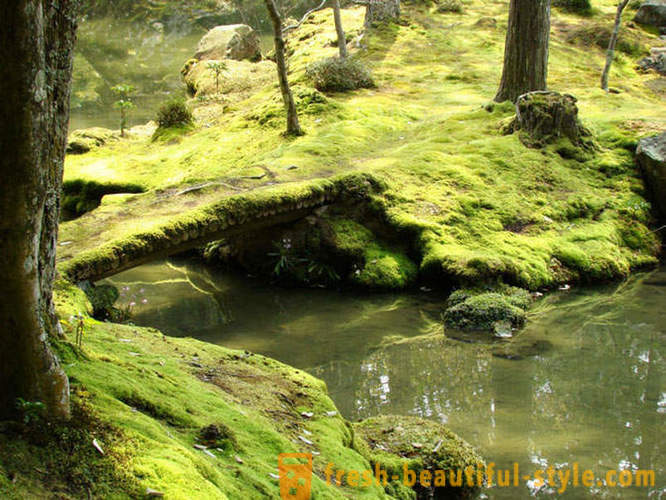 Moss have i Japan