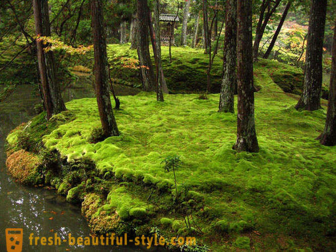Moss have i Japan