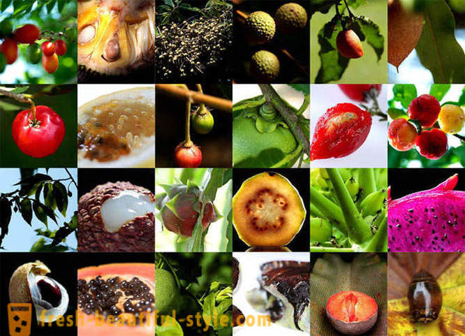 Guide til Eksotiske frugter