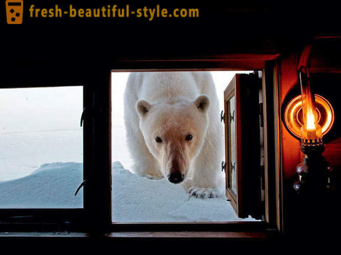 Bedste billeder fra 2012 National Geographic