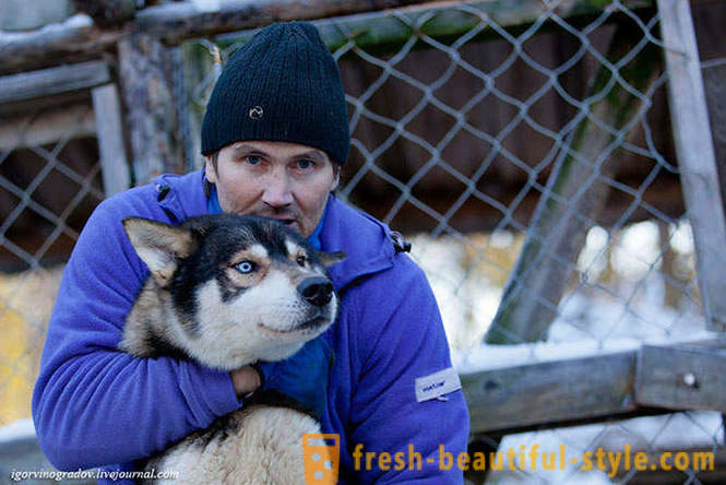 På jagt efter julemanden i rensdyr Siberian Husky