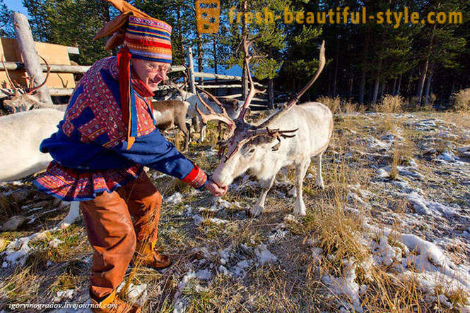 På jagt efter julemanden i rensdyr Siberian Husky