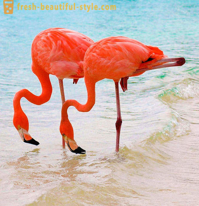 Land af lyserøde flamingoer