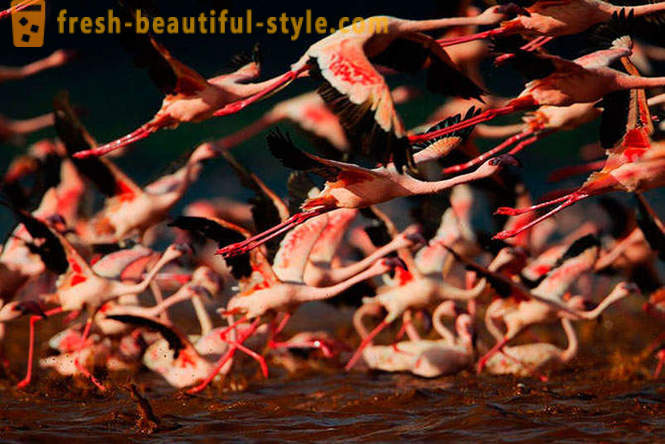 Land af lyserøde flamingoer