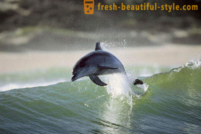 Delfin spil