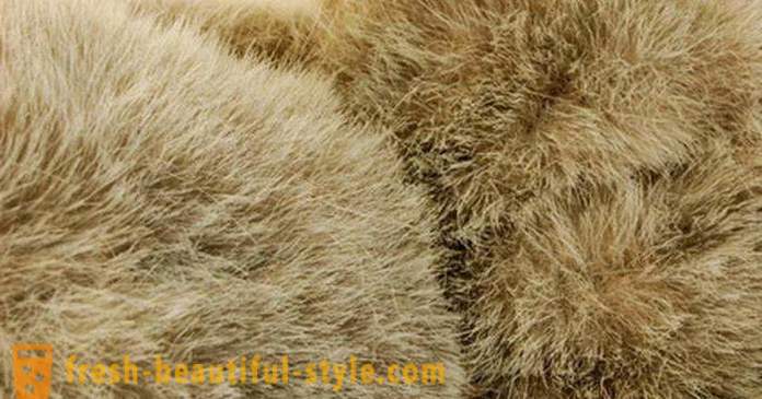 Hvordan at skelne naturlig fra kunstigt pelsskind: de vigtigste måder