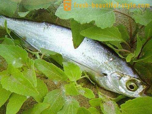 Hvis den sædvanlige fisk sabrefish? Sådan tilberede fisk sabrefish?