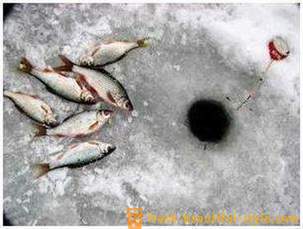 Roach fiskeri om vinteren. Tackles til fange skalle vinter