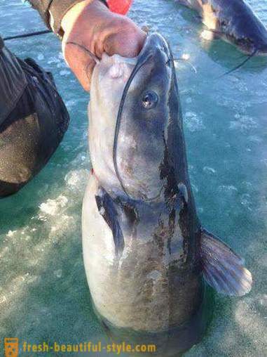 Catching havkat på Kwok. Catching Catfish: 5 bedste måder