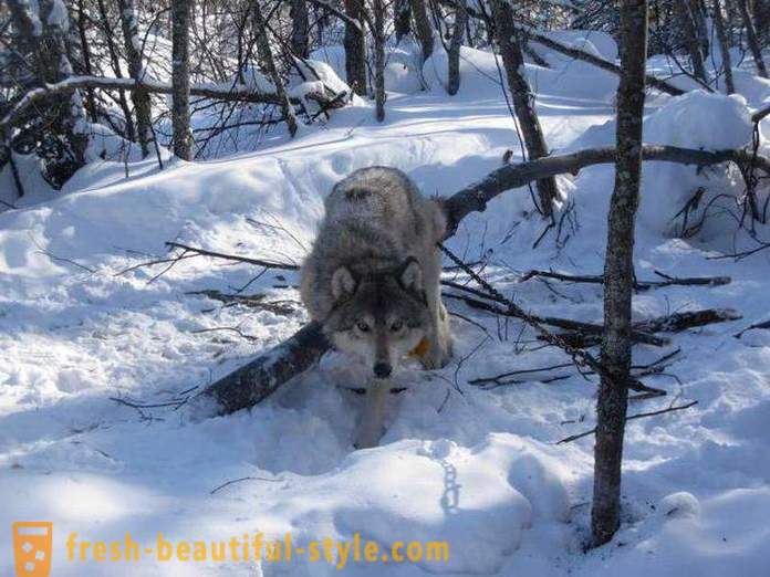 Wolf jagt. Fremgangsmåder til jagt ulve