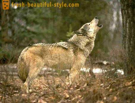 Wolf jagt. Fremgangsmåder til jagt ulve