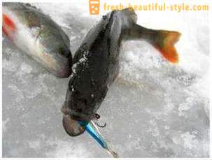 Fiskeri på rocker om vinteren. fangstmetode på balancen stråle