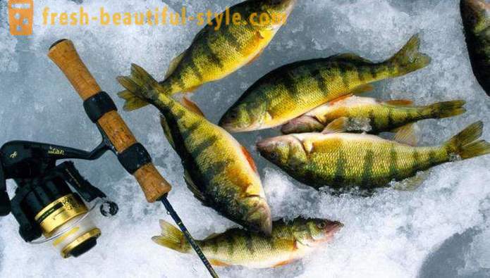 Fiskeri på rocker om vinteren. fangstmetode på balancen stråle
