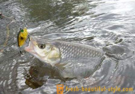 Chub fiskeri: måder at agn. Catching chub sommer