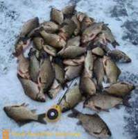 Spændende fiskeri efter karper i vinteren