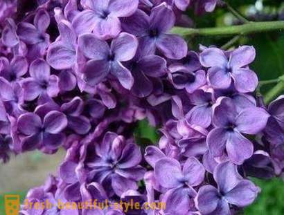 Lilac farve og dens indvirkning på menneskers